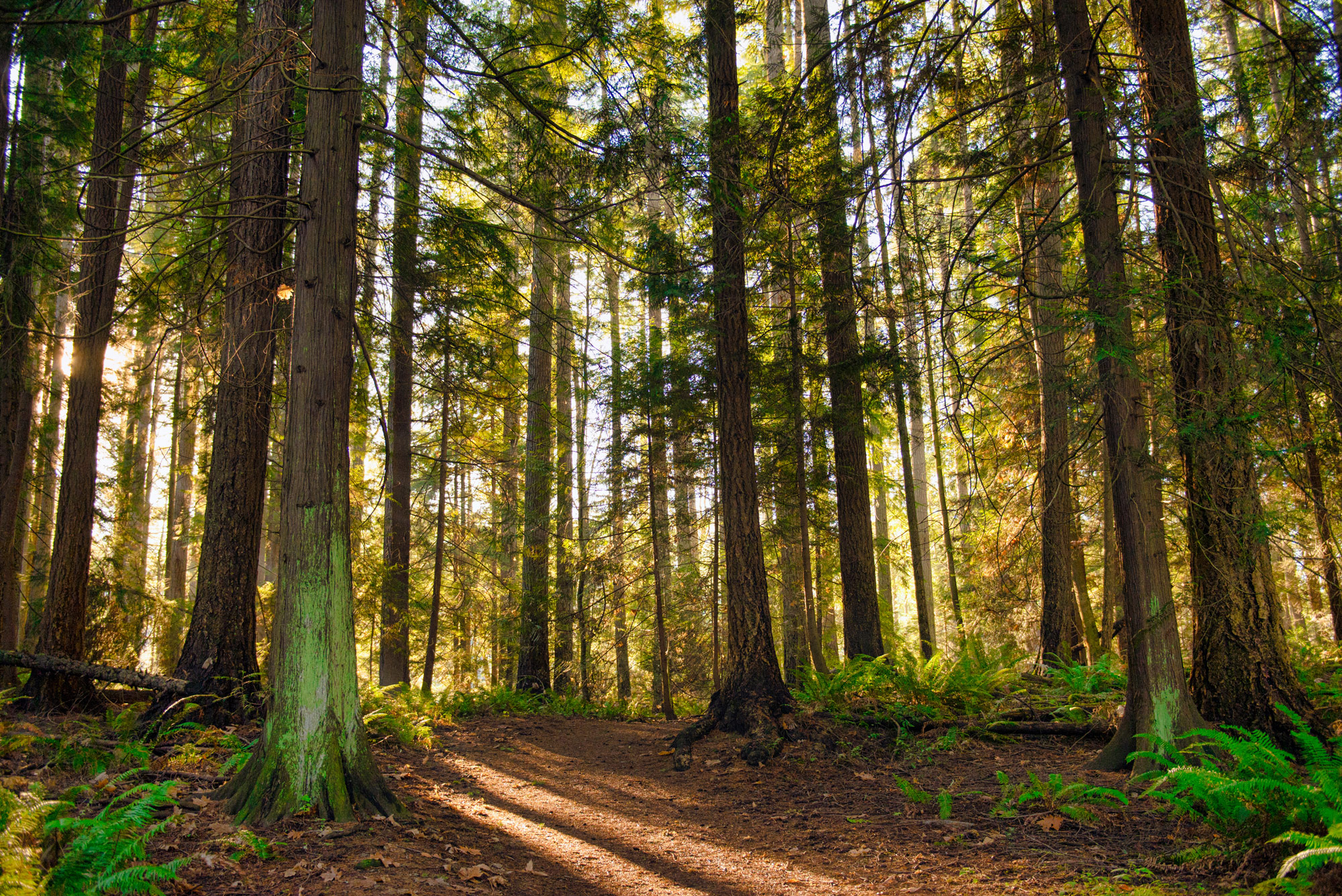 Dense green forest
