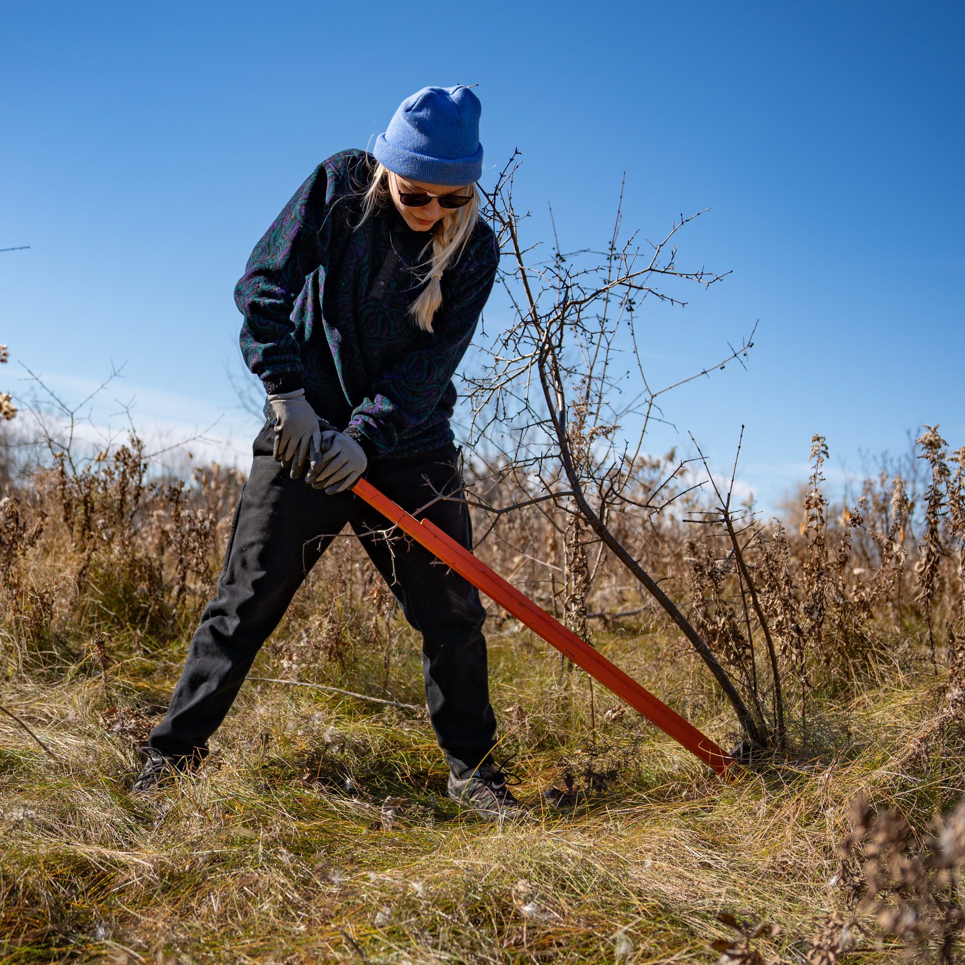 A young woman removing Buckthorn with an orange tool.
