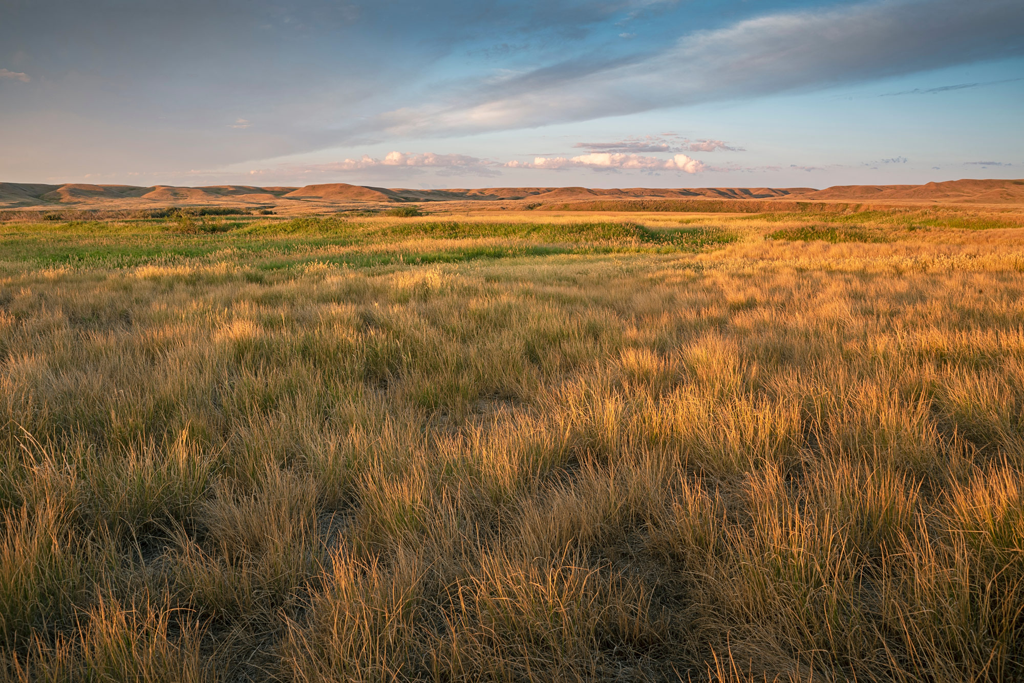Grasslands